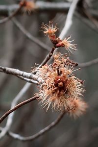 Close-up of wilted flower