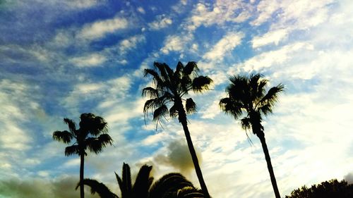 Low angle view of palm trees against cloudy sky