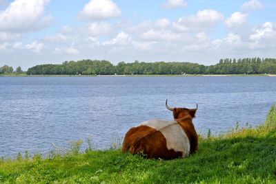 Rear view of cow relaxing at lakeshore