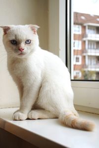 White cat sitting on window sill