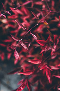 Full frame shot of red flowering plant