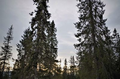 Low angle view of pine trees against sky