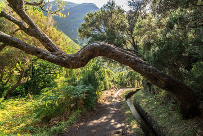 Scenic view of forest