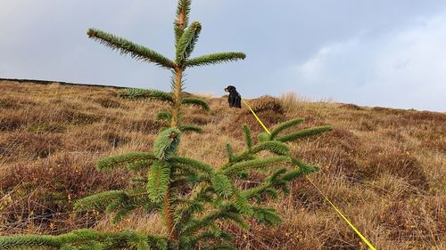Low angle view of plant on field against sky
