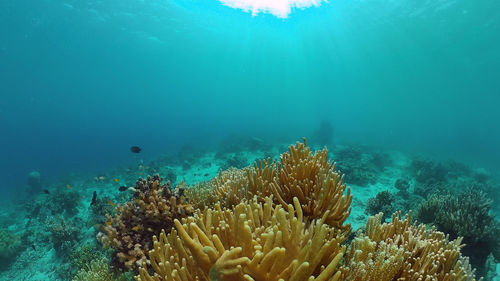 Diving near a coral reef. beautiful colorful tropical fish on the lively coral reefs underwater.