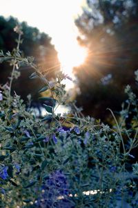 Close-up of plants growing against sky during sunset
