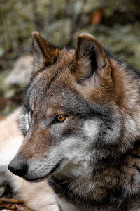 Close-up of wolve looking away