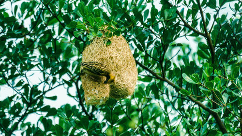 Low angle view of bird perching on tree