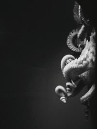 Close-up of black background