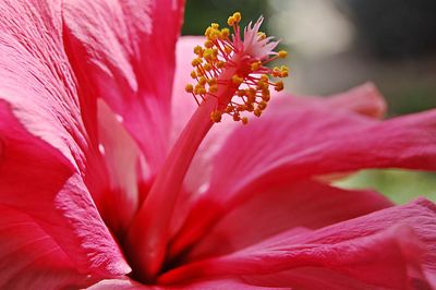 Close-up of pink hibiscus