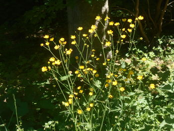 plant
