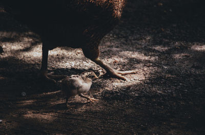 Picture of a cute baby chick walking with its mother to find food in the sunlight