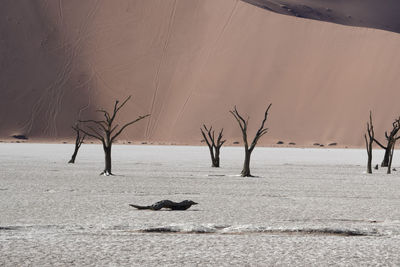 Bare trees on landscape