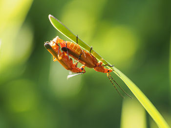 Close-up of insect on leaf