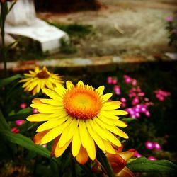 Close-up of yellow flowers blooming outdoors