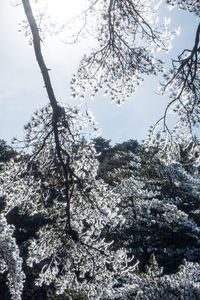 Frozen trees against sky during winter