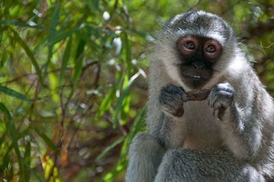 Portrait of monkey sitting on tree in forest