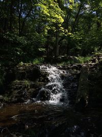 Stream amidst trees in forest