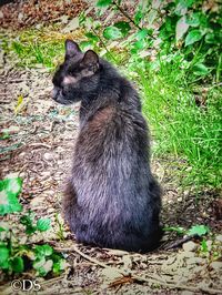 Black cat sitting on field