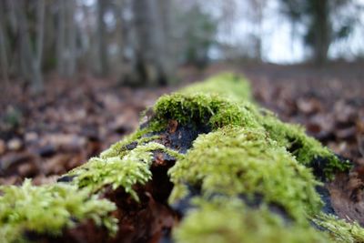 Close-up of moss growing on tree