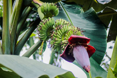 Close-up of flowering plant