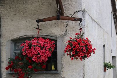 Low angle view of flowers