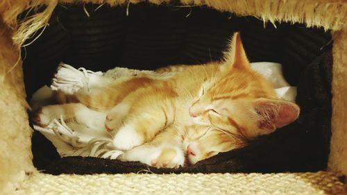 Cat sleeping on sofa