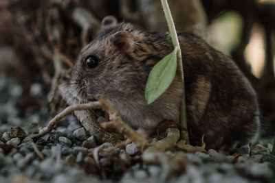 Close-up of a squirrel on rock