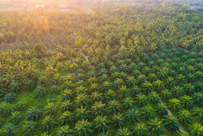 Plants growing on field