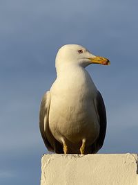 Low angle view of seagull perching against clear sky