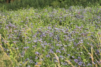 Purple flowering plants on field