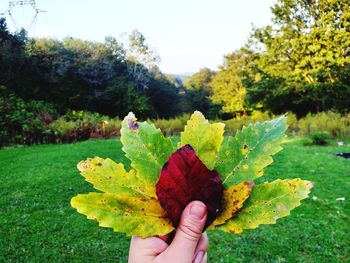 Close-up of person hand holding maple leaves