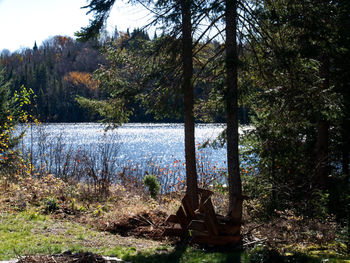 Trees by lake in forest against sky