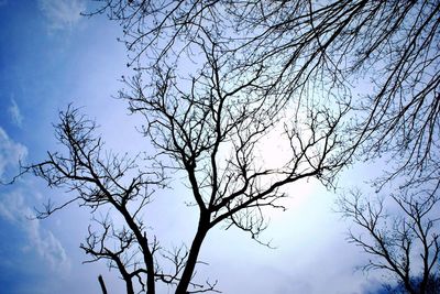 Low angle view of bare tree against sky