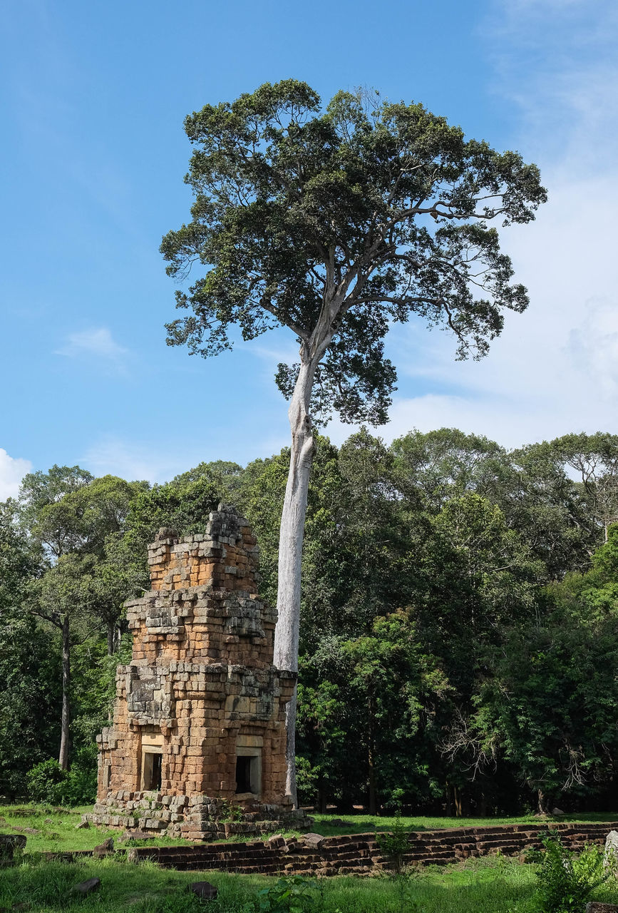 LOW ANGLE VIEW OF TREE AGAINST BUILDING