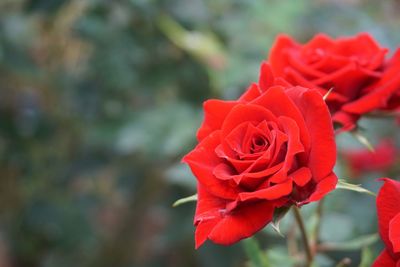 Close-up of red rose