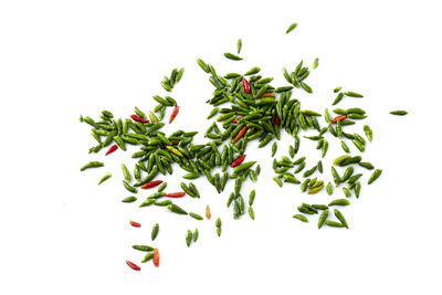 Close-up of plant against white background