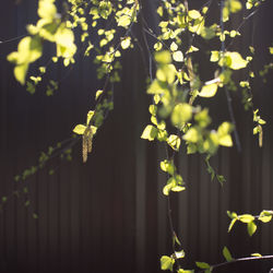 Blooming earrings on the branches of trees. tree earrings on blurred brown background.