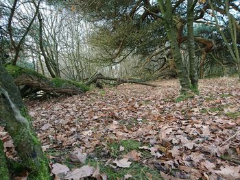 Full frame shot of tree