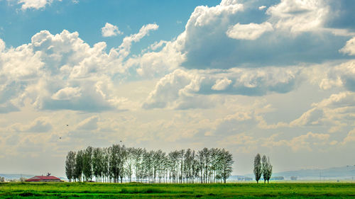 Trees on field against sky