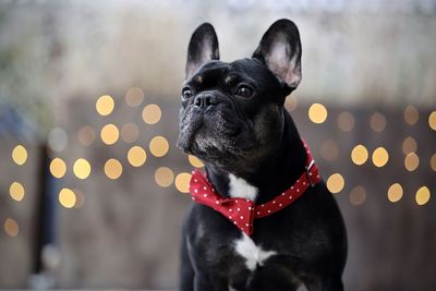 Portrait of a french bulldog