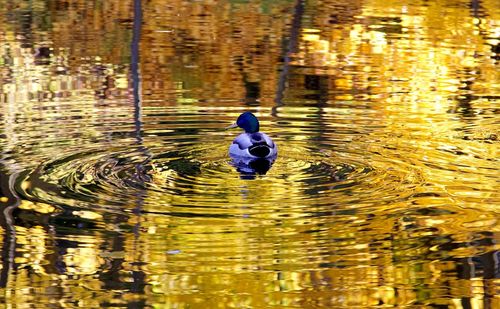 View of bird in lake