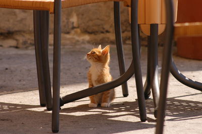 Cat looking away while sitting on seat