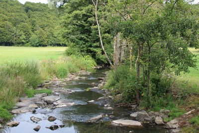 Scenic view of river in forest