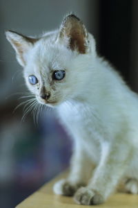 Close-up of cat looking away