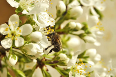 Close-up of bee pollinating flower on mirabelle tree