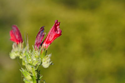 Close-up of red flower