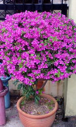 Close-up of potted plant