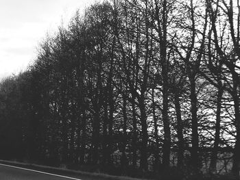 Low angle view of bare trees against sky