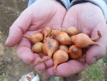 Close-up of hand holding strawberries